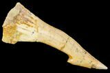 Fossil Sawfish (Onchopristis) Rostral Barb- Morocco #106390-1